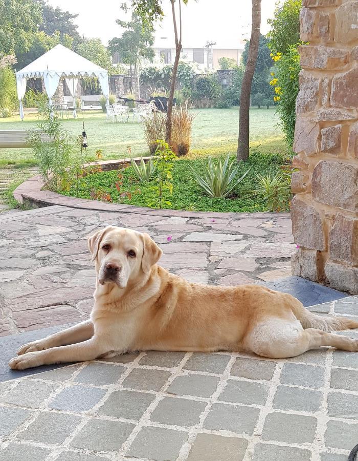 A Dog'S Story, Jaipur Bed & Breakfast Exterior foto