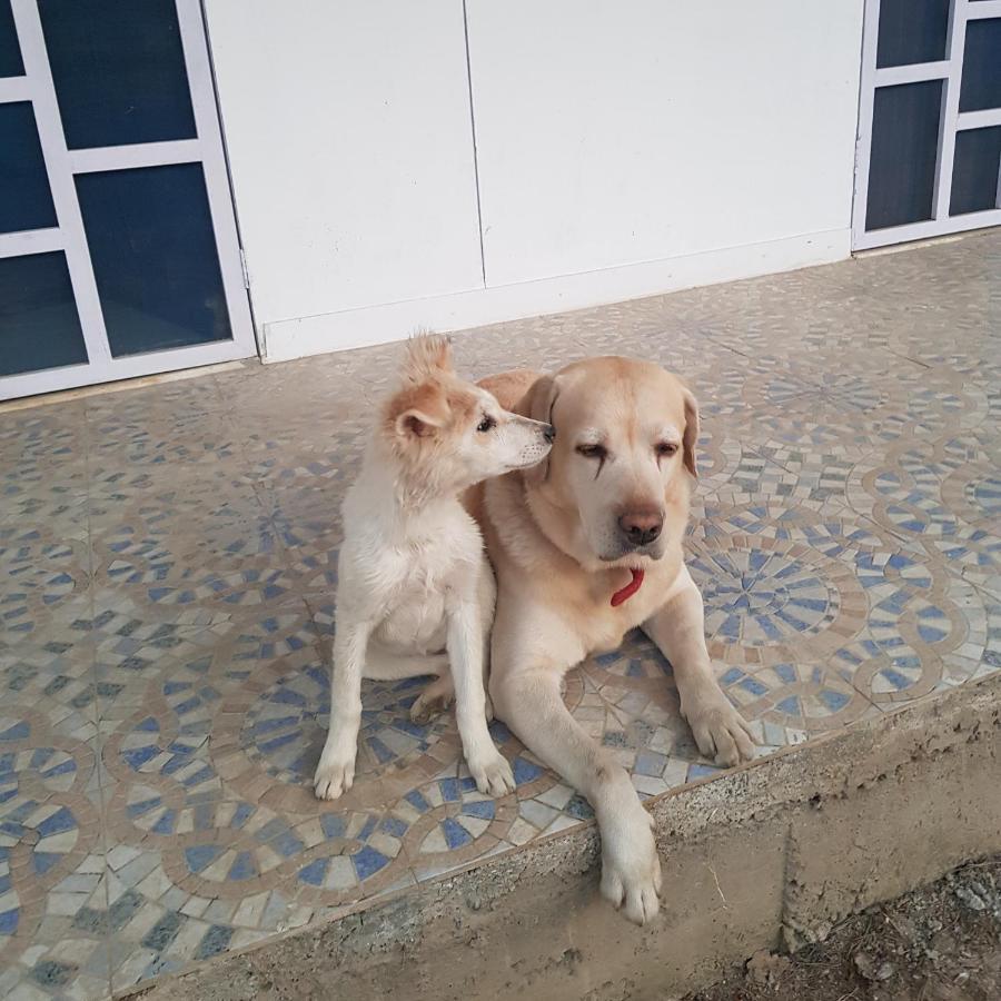 A Dog'S Story, Jaipur Bed & Breakfast Exterior foto