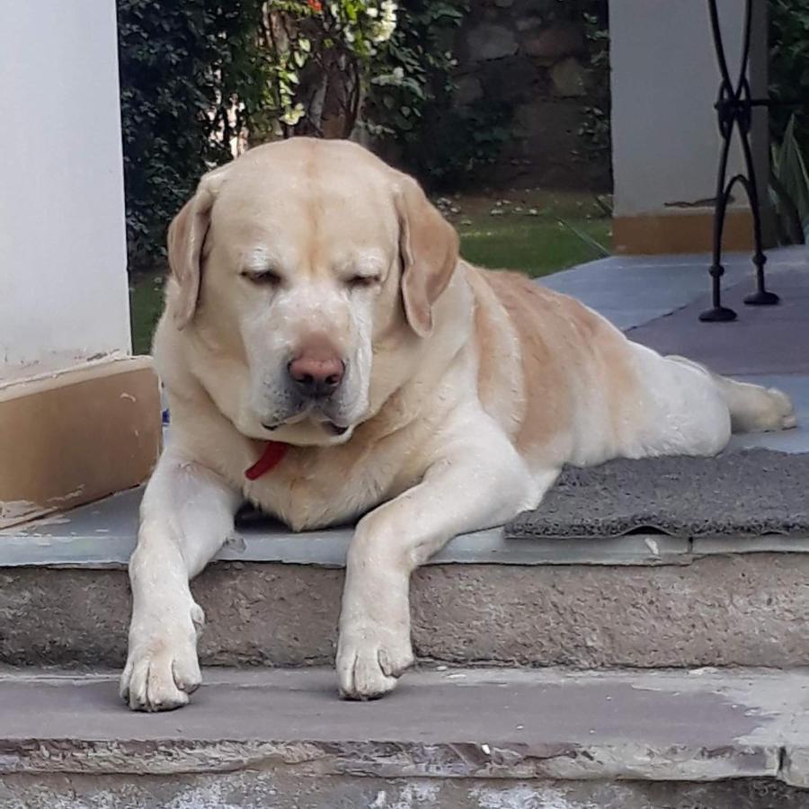 A Dog'S Story, Jaipur Bed & Breakfast Exterior foto