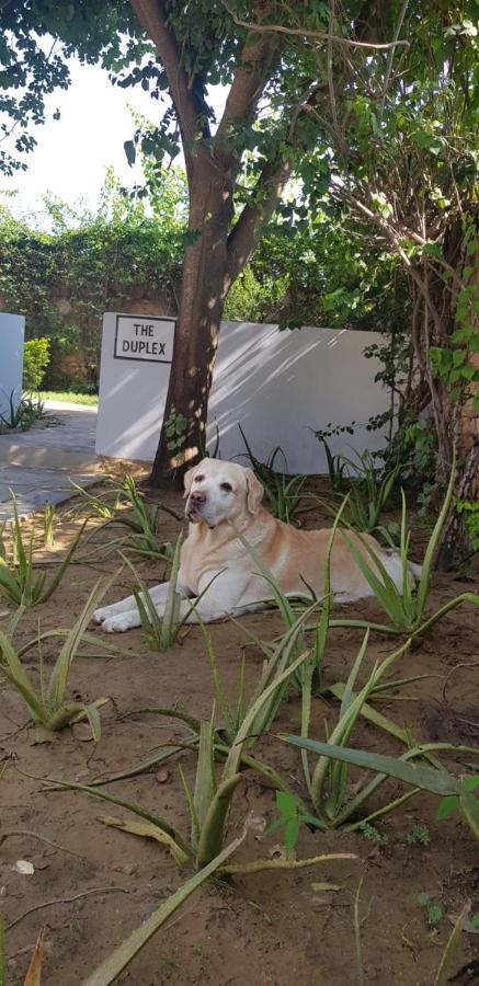 A Dog'S Story, Jaipur Bed & Breakfast Exterior foto